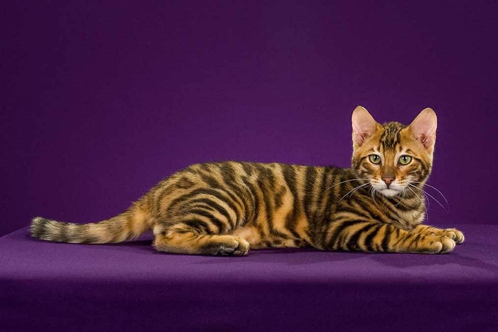 Тойгер: описание породы, фото кошки, стандарты, характер и поведение, отзывы владельцев, размеры и вес