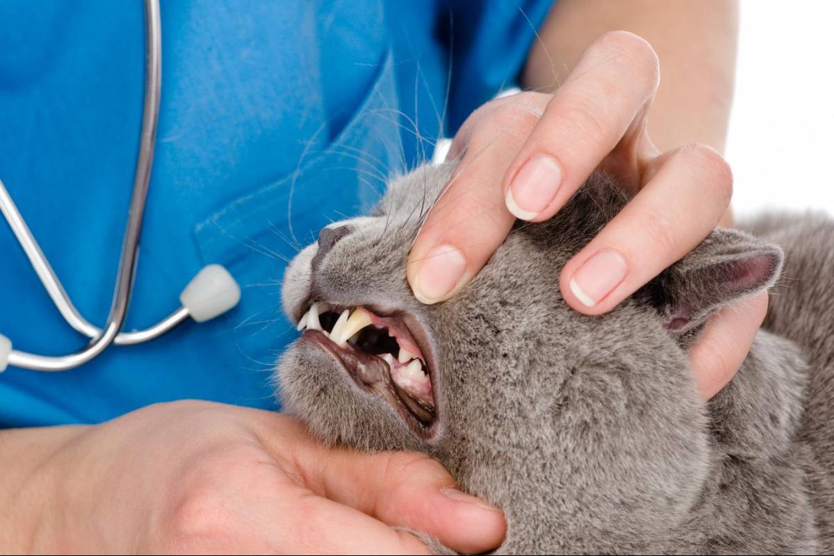 Стоматит у кошек: причины и лечение | ветеринарный центр успех