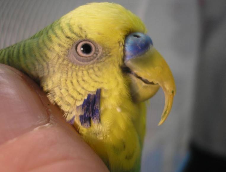 Способы лечения болезней клюва у волнистых попугаев