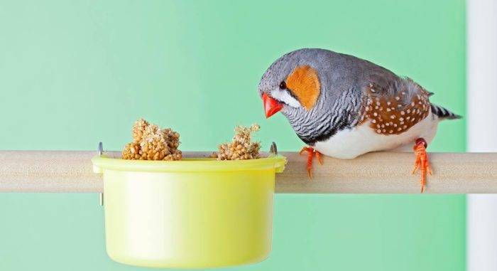 Чем кормить амадинов? | наши птички