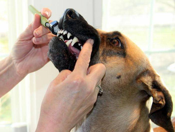 Зубной камень у собак: удаление в домашних условиях
зубной камень у собак: удаление в домашних условиях
