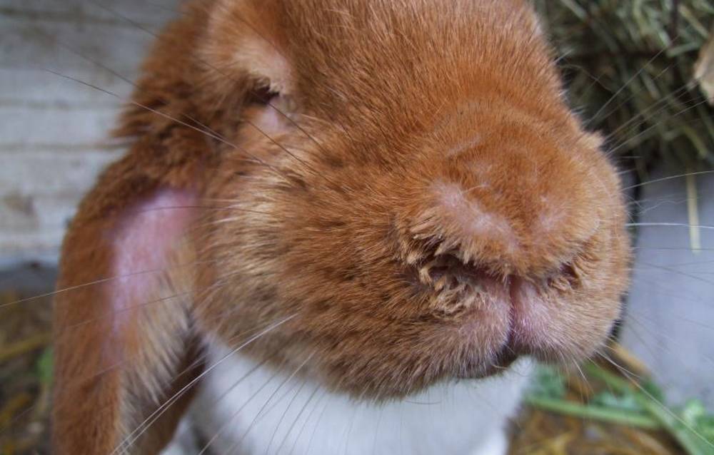 Болезни кроликов: симптомы и их лечение, профилактика, описание