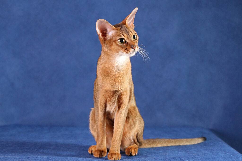 Абиссинская кошка: описание породы, происхождение, содержание и кормление - kotiko.ru