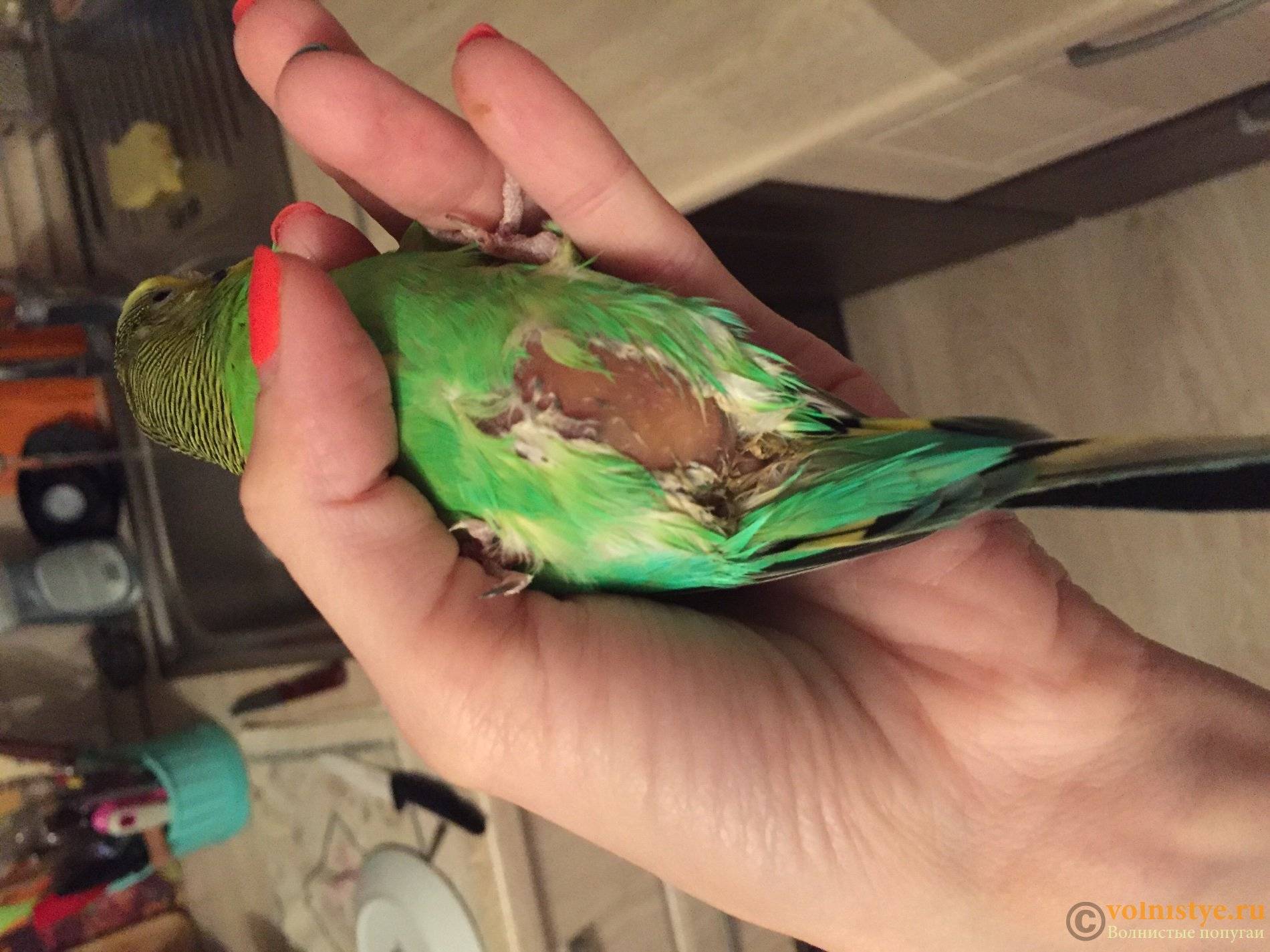 Понос у попугая: причины и лечение в домашних условиях