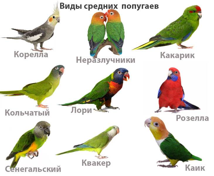 ТОП-36 видов попугаев: названия, описание, фото, видео