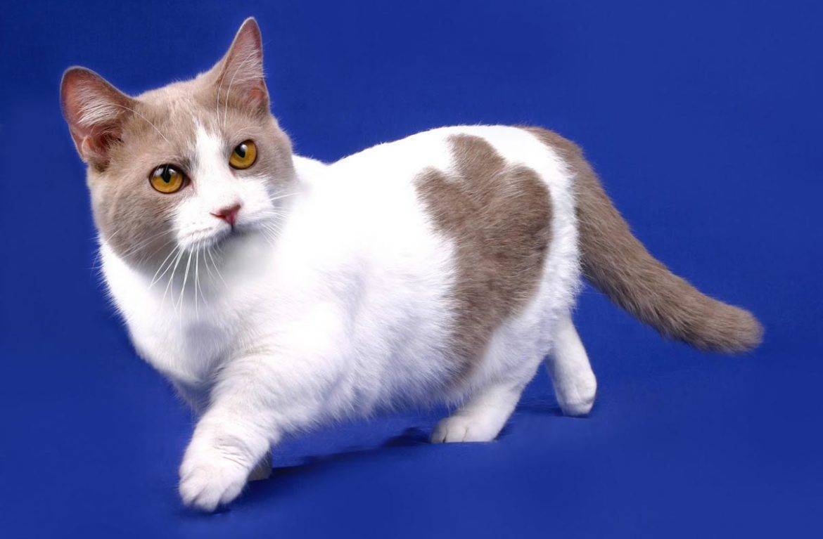 Манчкин короткошерстный: особенности породы кошек, фото
