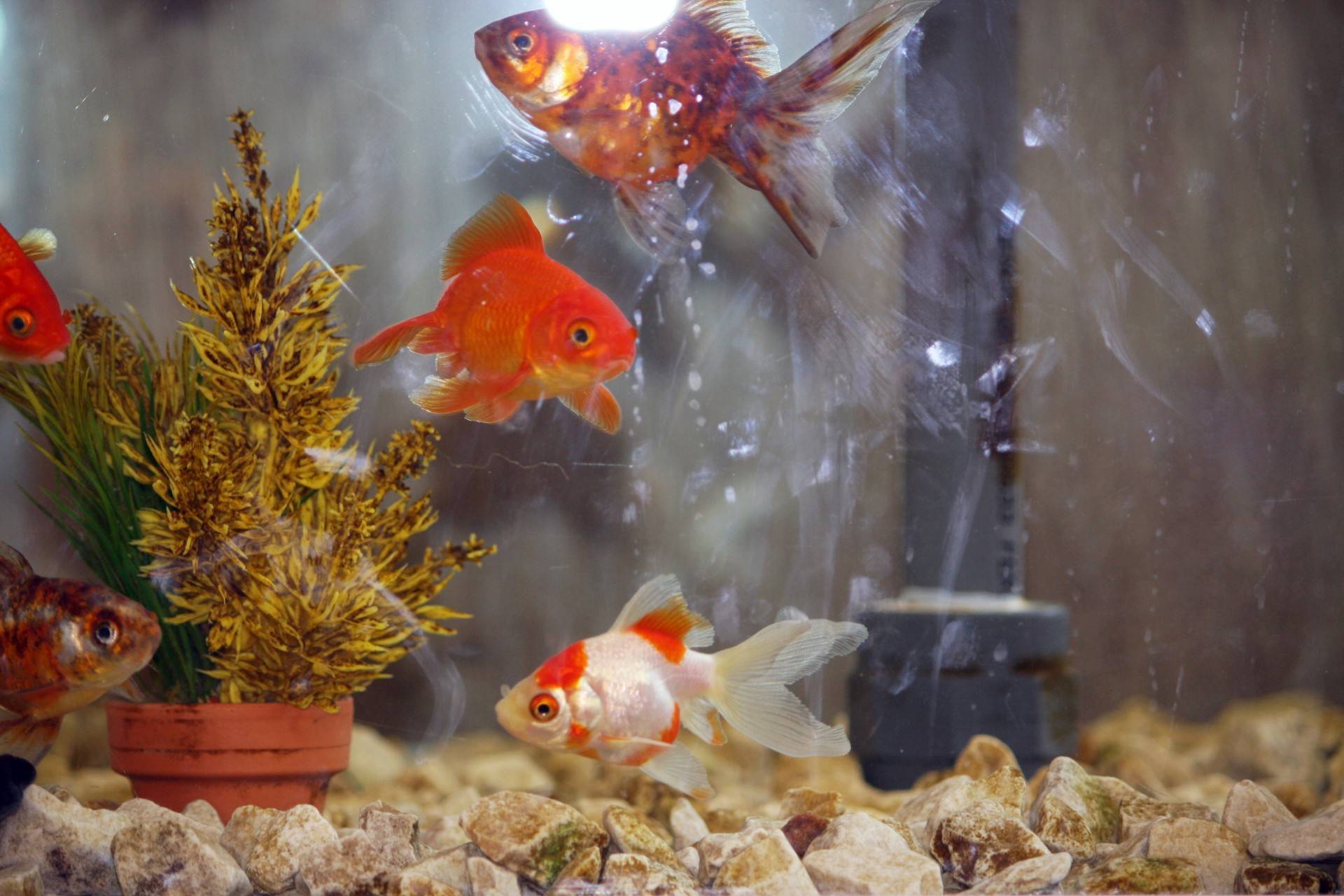 Как обустроить аквариум для золотой рыбки: 10 шагов