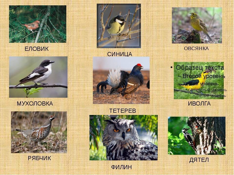 Птицы ленинградской области - фото, названия и описания (каталог)