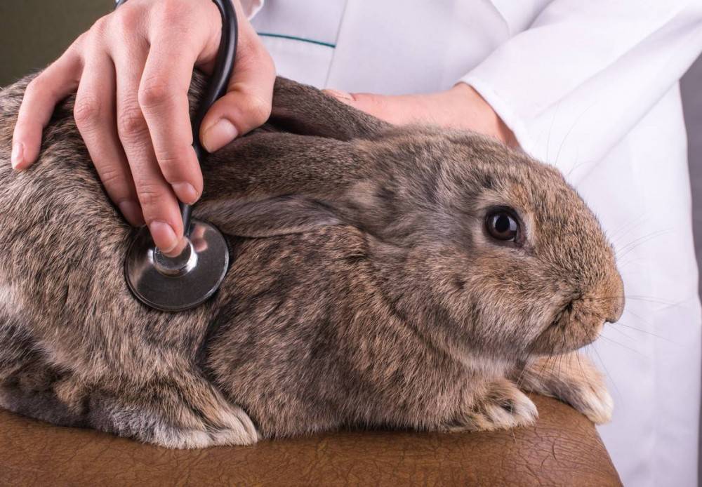 Чем болеют кролики, и как их лечить — советы