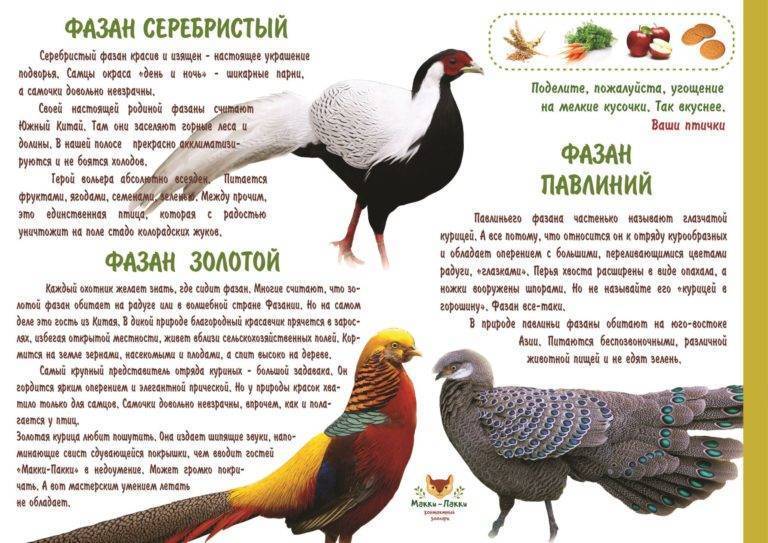Дикий фазан: как живут птицы в дикой природе
