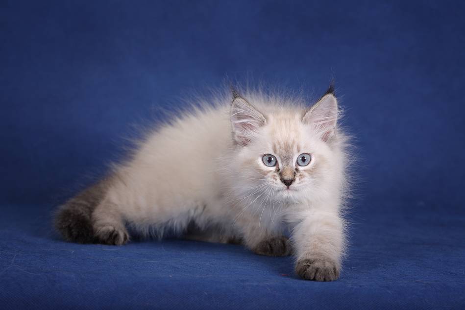 Невскай маскарадная кошка: описание породы, питерская, сибирская, гладкошерстная и длиношерстная, характер котят