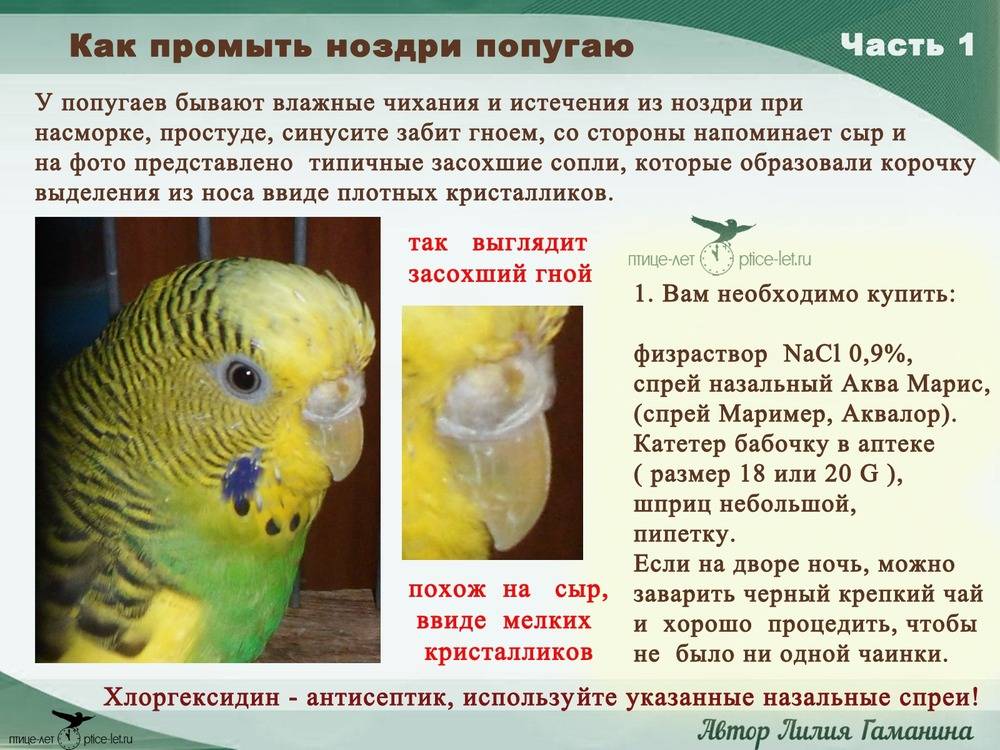 Бизнес на разведении волнистых попугаев - технология бизнеса