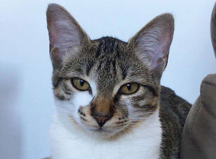 Порода бразильская короткошерстная кошка: характеристики, фото, характер, правила ухода и содержания - petstory