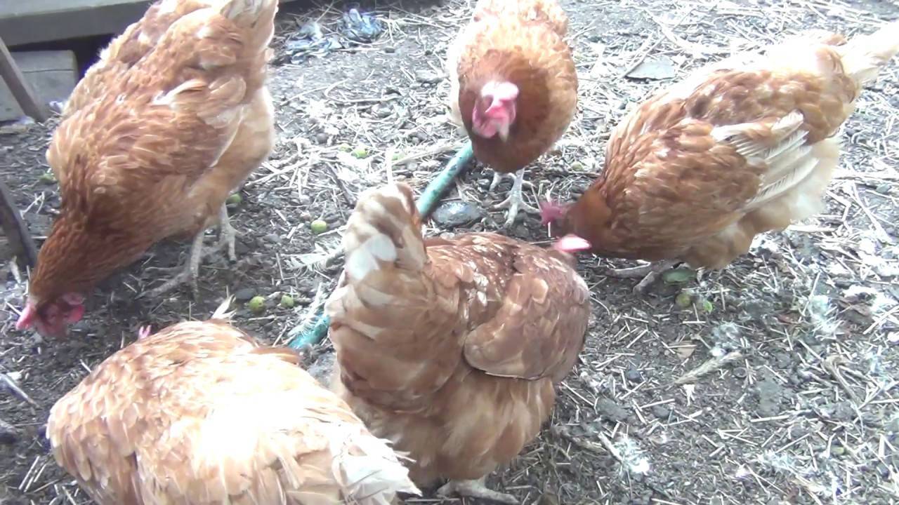 Почему не несутся молодые куры несушки, когда курица начинает нести яйца?