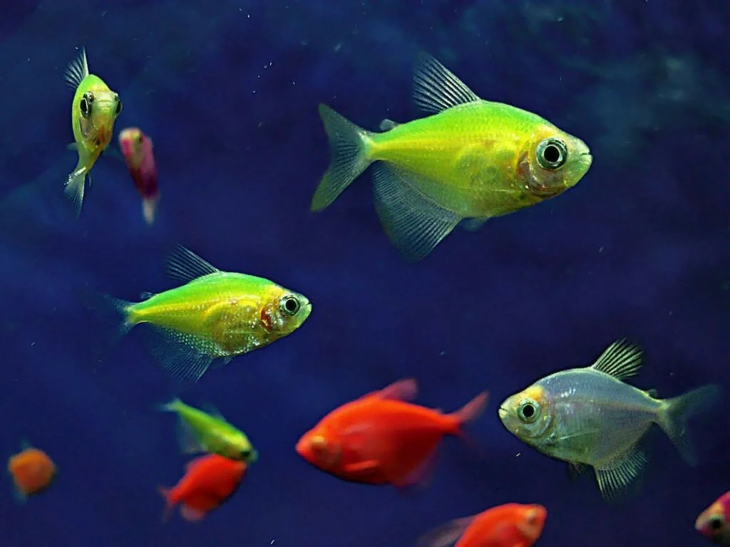Размножение тернеций: особенности разведения аквариумных рыбок в домашних условиях для начинающих, а также как определить беременную самку в аквариуме, фото икры