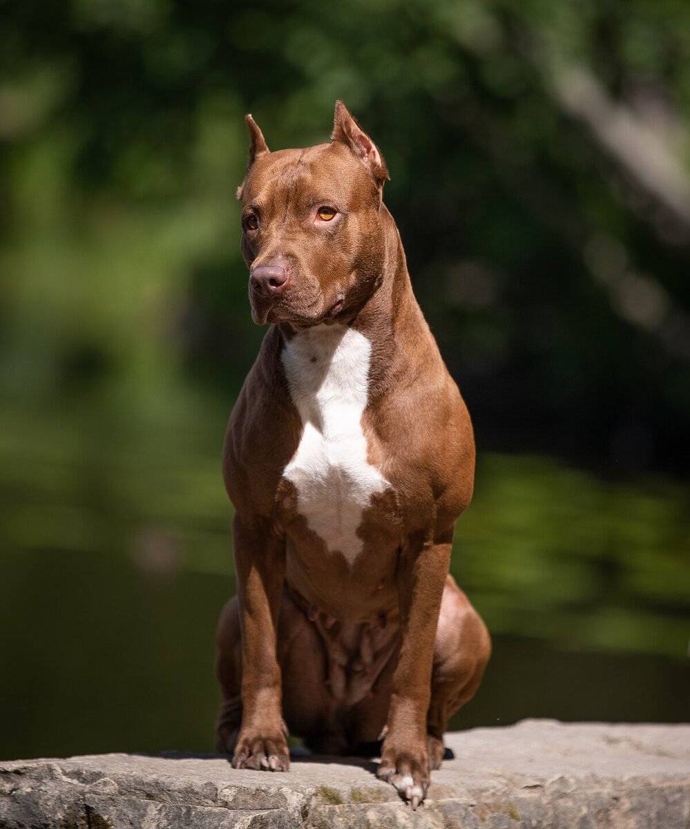 Питбуль - 115 фото бойцовской породы собак и ее основные характеристики