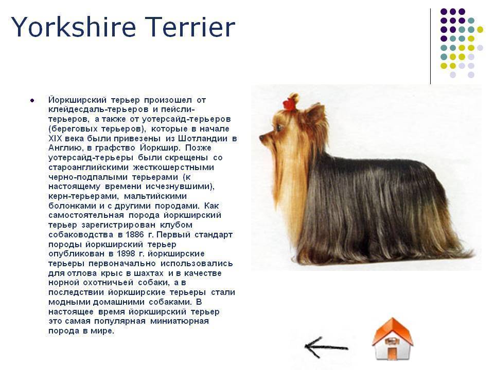 Йоркширский терьер: отзывы владельцев о своих питомцах, описание породы, их плюсы и минусы + фото этих замечательных собачек