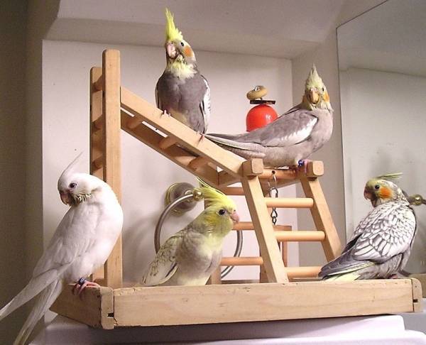 Сколько живут попугаи корелла (дома и в природе)? | mnogoli.ru
