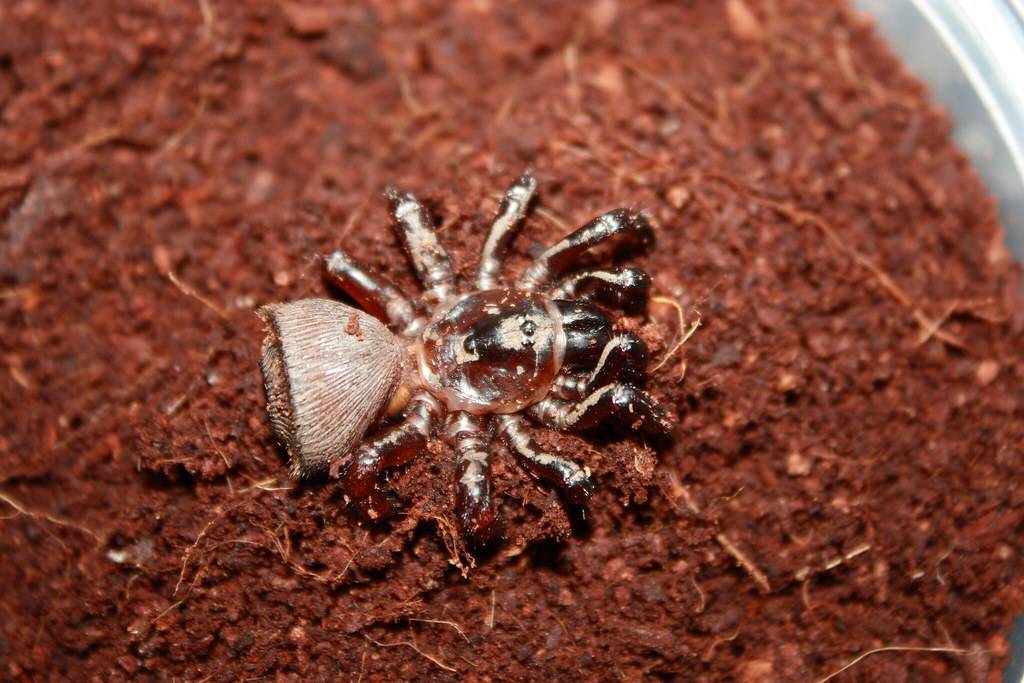 Воронковый паук: описание, размножение, польза и вред, укусы