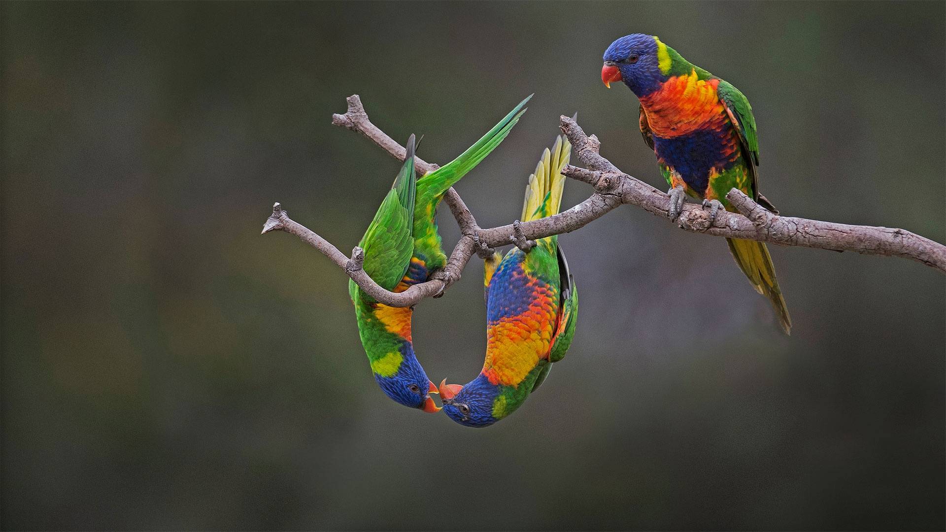 Многоцветный или радужный лорикет. птицы австралии. австралия