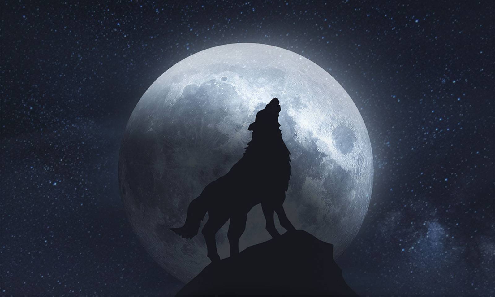 Почему волки воют на луну? причины, описание, фото и видео