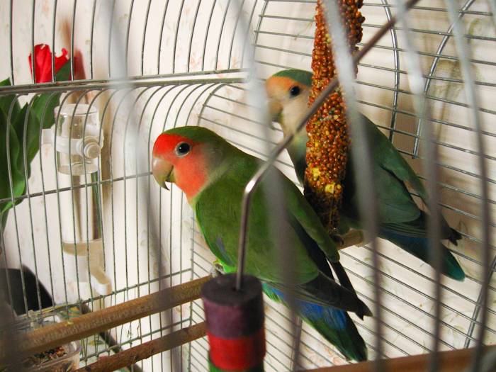 Какого попугая лучше завести в квартире - плюсы и минусы
