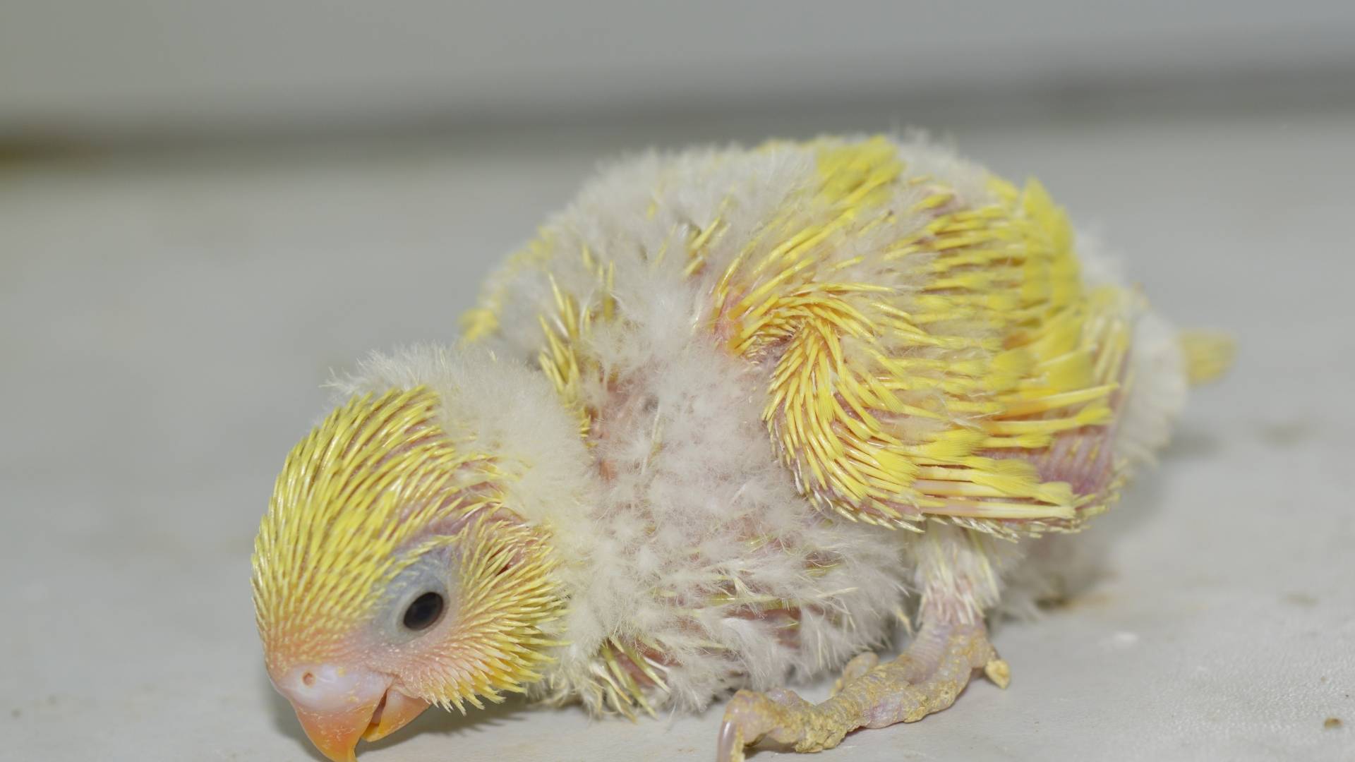 Птенец волнистого попугая: чем кормить и как ухаживать за малышом
