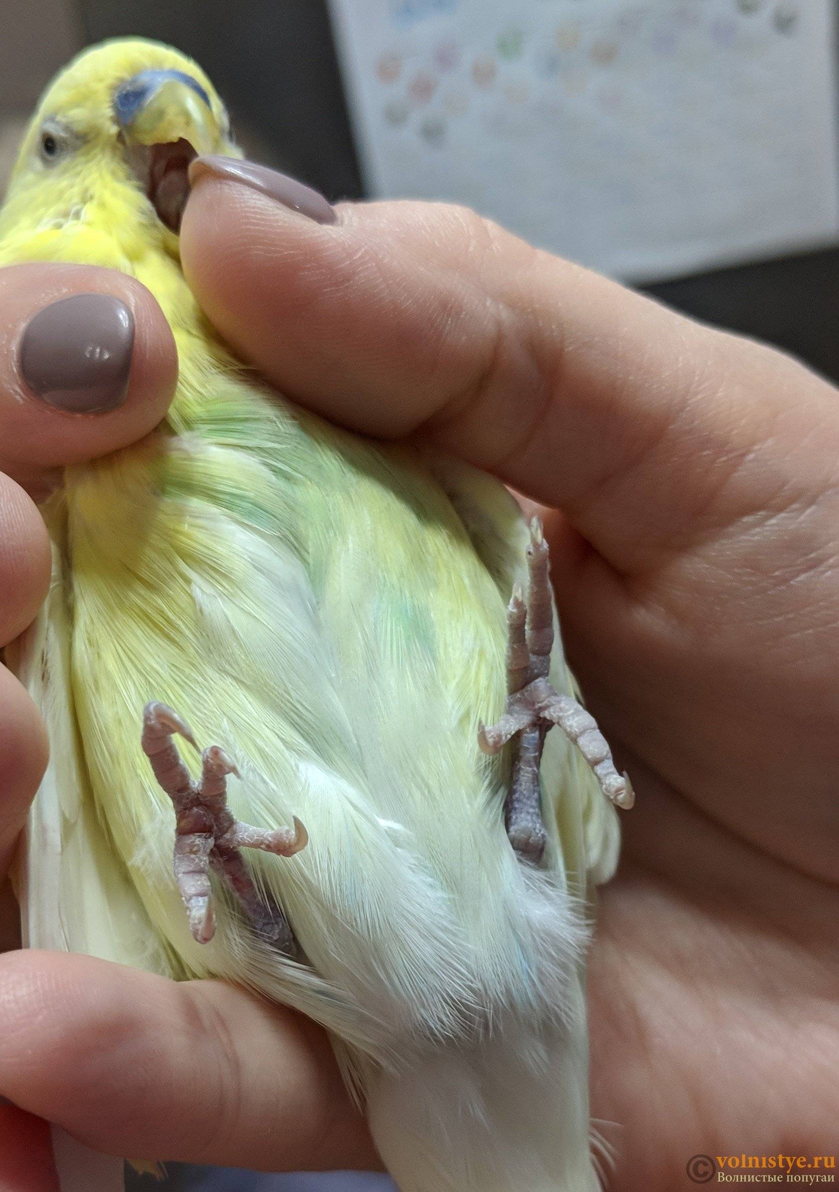 Как отучить попугая кусаться? | болезни попугаев
попугай стал кусаться — как унять приступы агрессии? | болезни попугаев