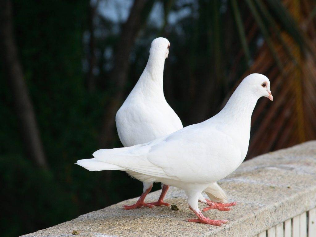 Бойные породы голубей с фотографиями и названиями