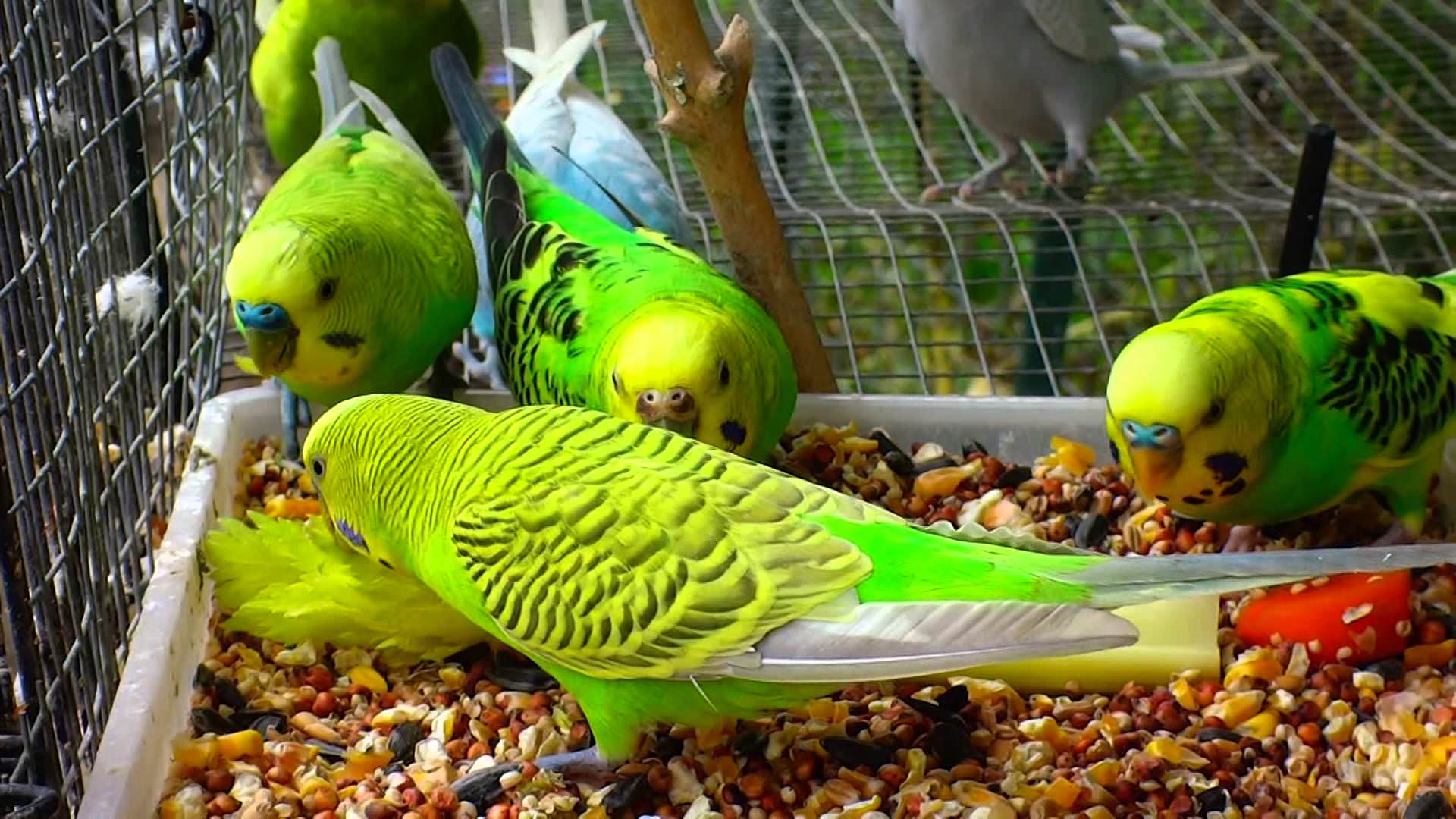 Как правильно кормить волнистого попугая? | наши птички