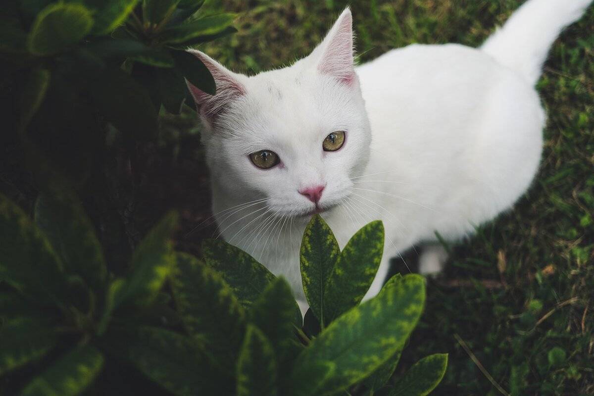 Порода кошек као мани с голубыми глазами: история, внешний вид, характер и уход