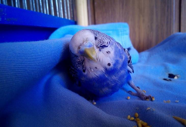 Причины резких звуков, издаваемых волнистым попугаем в неволе