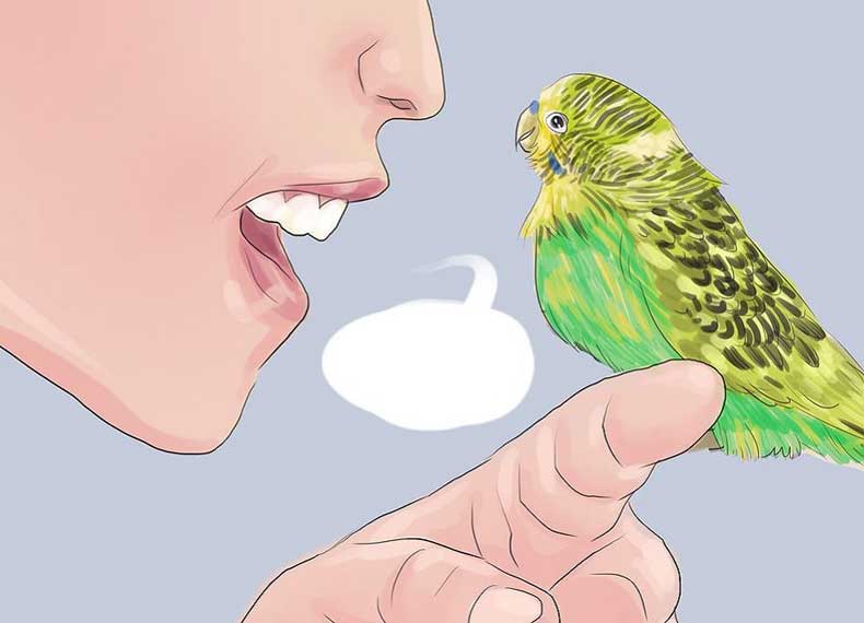 Как правильно обучить волнистых попугаев человеческой речи?