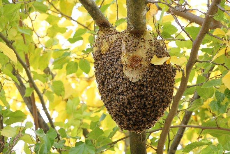 Как избавиться от пчел соседа