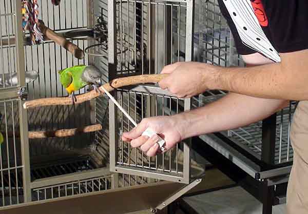 Почему нельзя наказывать попугаев