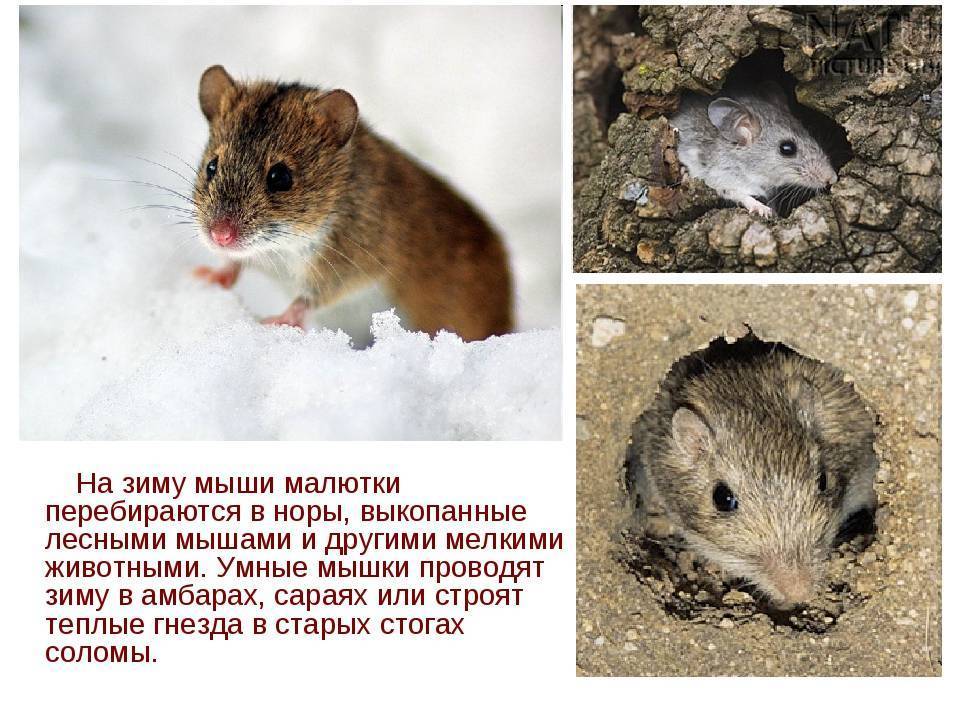Как избавиться от мышей-полевок на участке: как распознать, какой вред наносят, обзор основных методов борьбы - химические средства, ловушки и капканы, народные методы, плюсы и минусы перечисленных вариантов