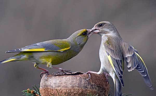 Птица зеленушка: описание, ареал обитания и уход в домашних усдовиях :: syl.ru