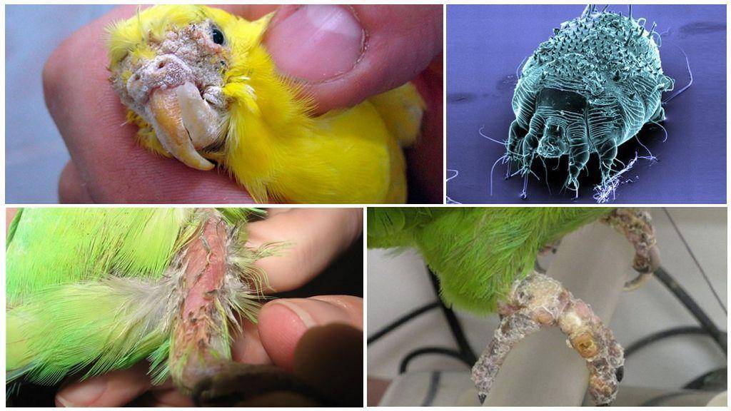 Как лечить очинного клеща у волнистого попугая