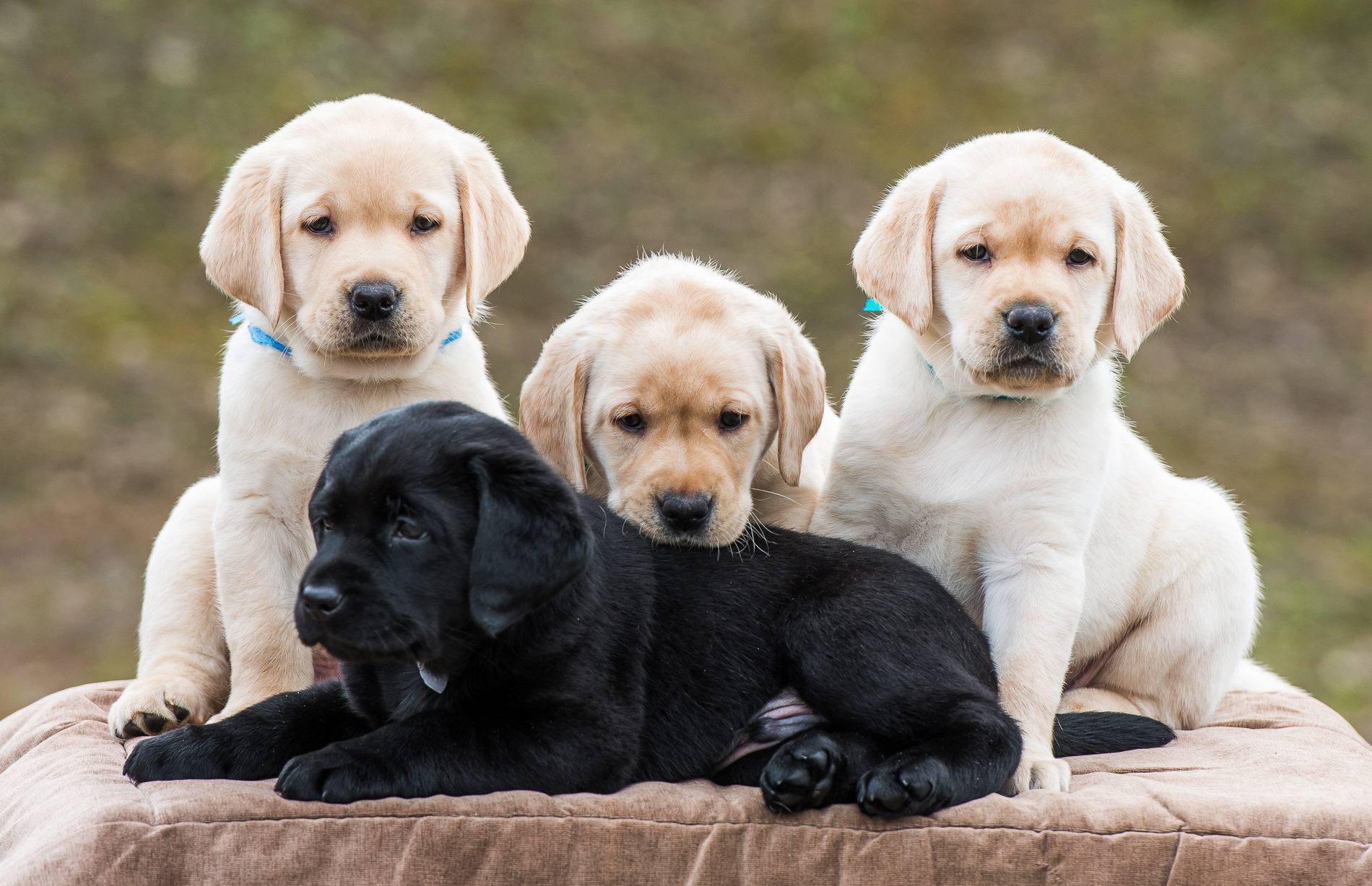 Охранные породы собак: для дома или квартиры, критерии выбора