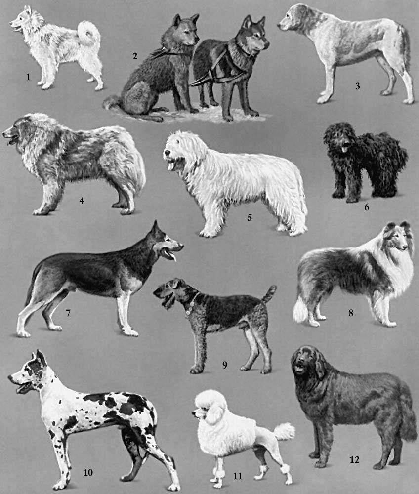 Самая большая собака в мире – топ 10 с фото и их особенностями