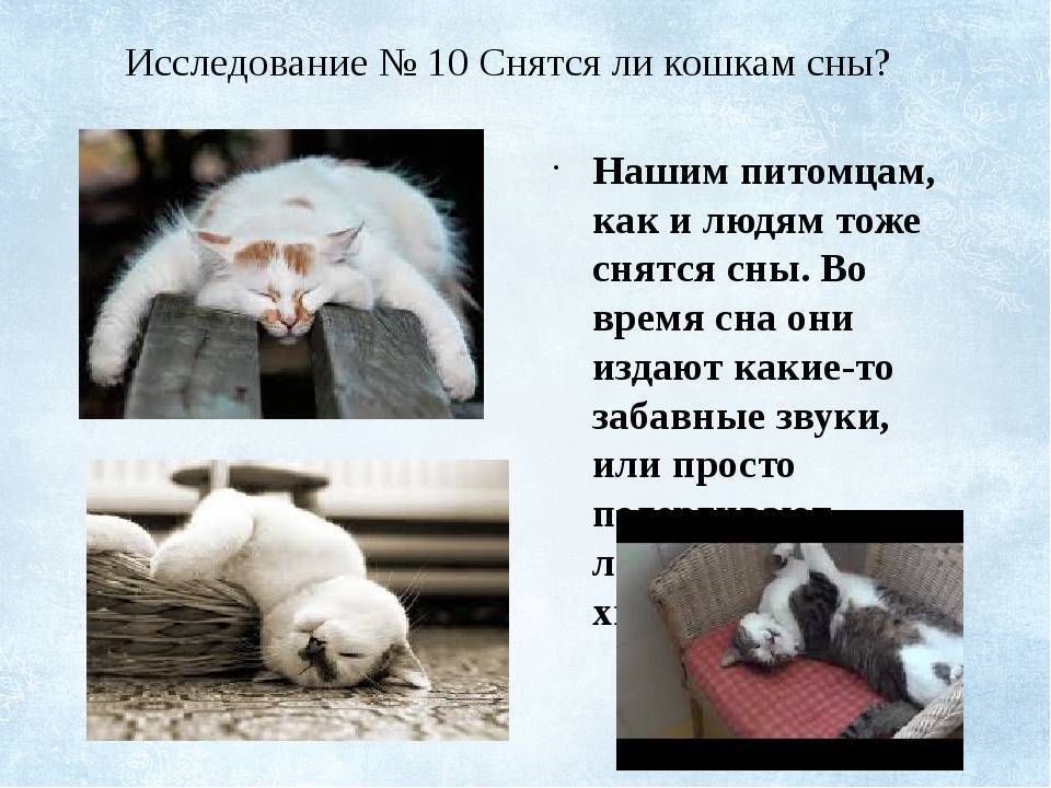Видят ли сны наши кошки и собаки? — обсуждение в группе "другие животные" | птичка.ру