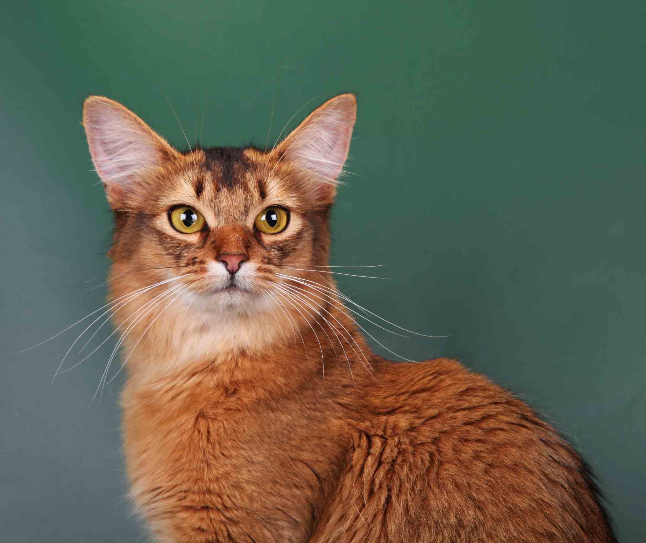 Сомалийская кошка: описание и характер породы, основы ухода, фото