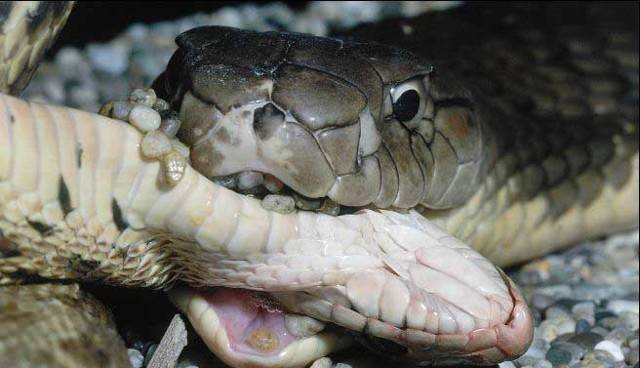 Кобра змея. описание, особенности, виды, образ жизни и среда обитания кобры