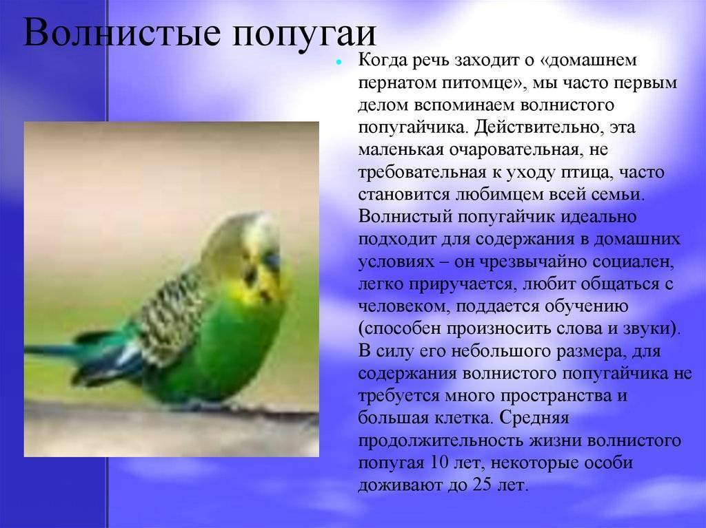 Как ухаживать за волнистым попугаем (с иллюстрациями)
