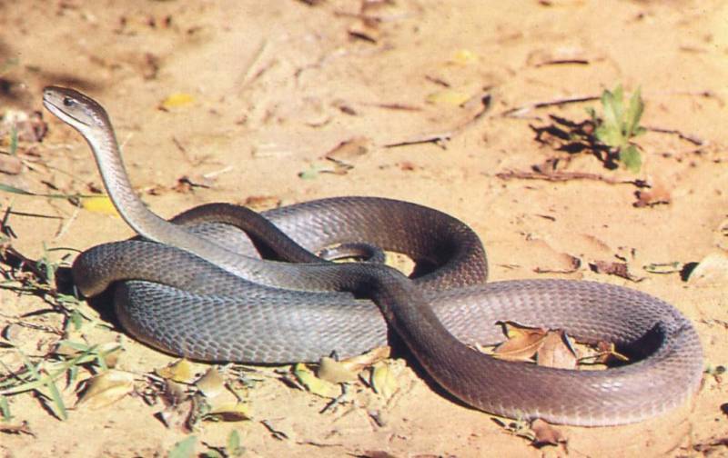 Змеи краснодарского края: фото, виды, описание