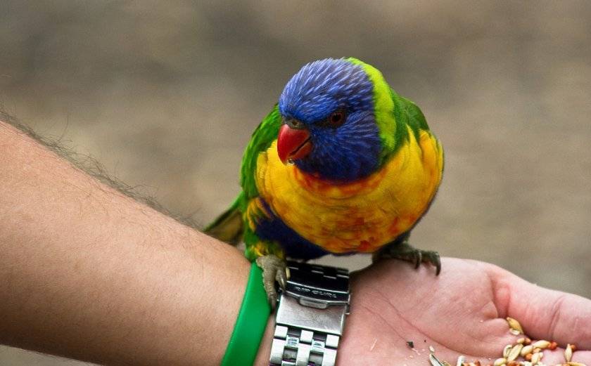 лучшие птички для квартиры. как правильно выпускать попугая из клетки. попугай ара в клетке. клетка для попугая пиррура. как выпустить попугая.