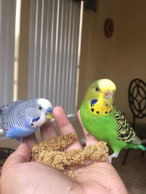 Домашние попугаи