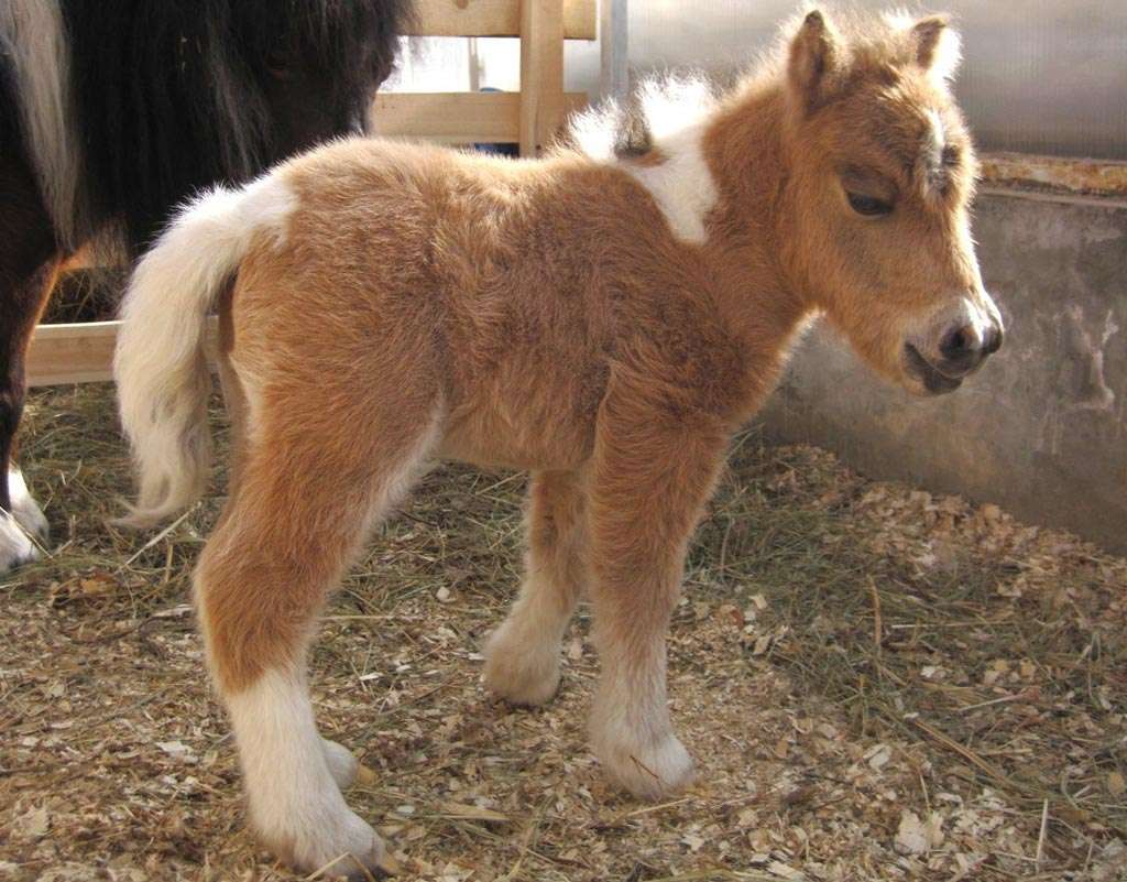 Пони для ребёнка: стоит ли ребенку покупать лошадь? | конный портал