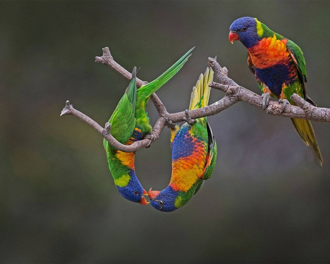 Многоцветный попугай лорикет: фото, образ жизни