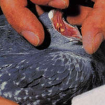 Трихомоноз птицы: лечение, симптомы, профилактика | агропромышленный вестник